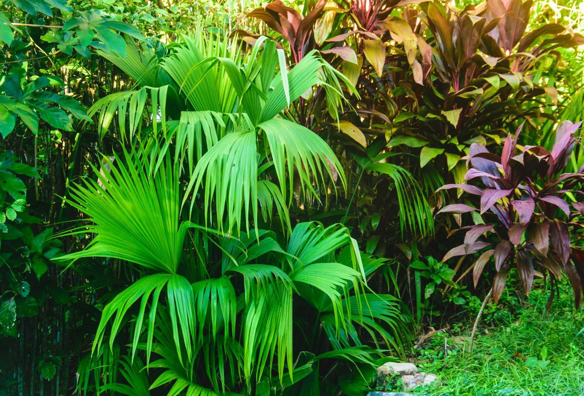 Pousada Jardim Das Bromelias Porto Seguro Dış mekan fotoğraf